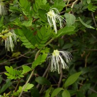 Thailentadopsis nitida (Vahl) G.P.Lewis & Schrire